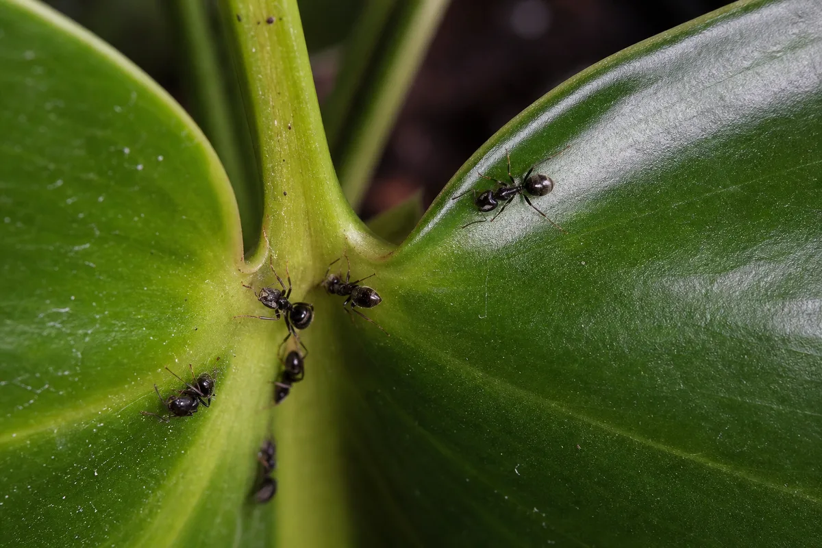 Close-up of Ants on Plant on Philodendron Imperial Green - diagnostic detail