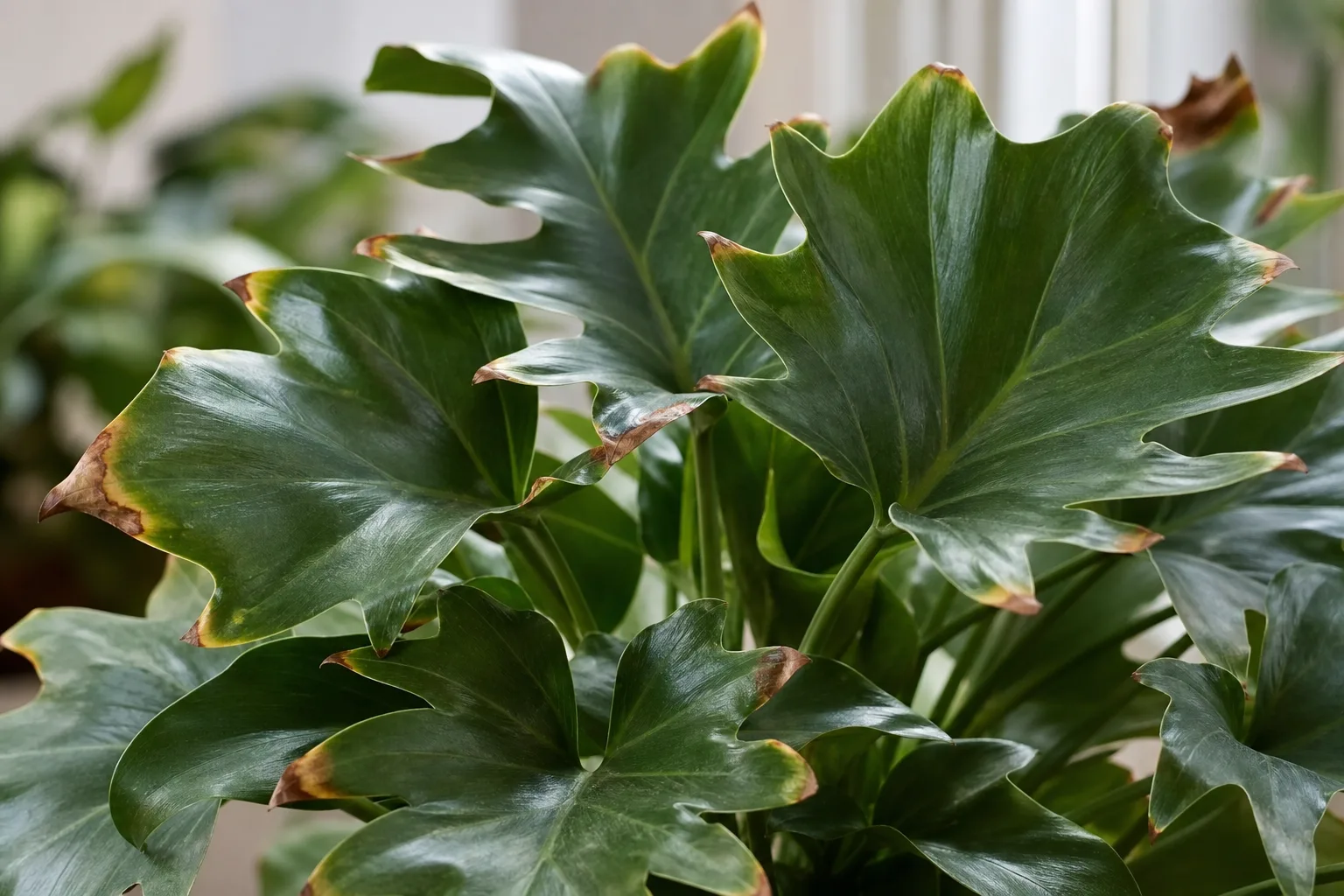 Brown Tips on Philodendron Imperial Green - visible symptom on the plant