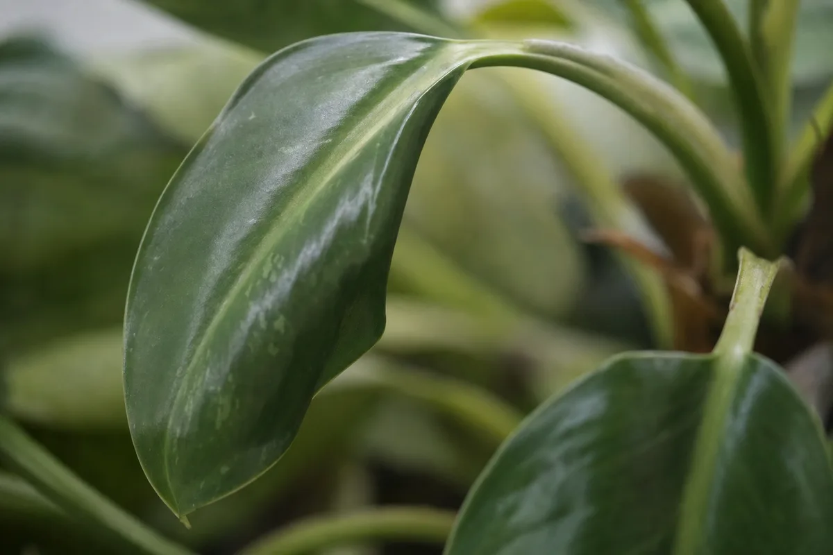 Close-up of Drooping Leaves on Philodendron Imperial Green - diagnostic detail