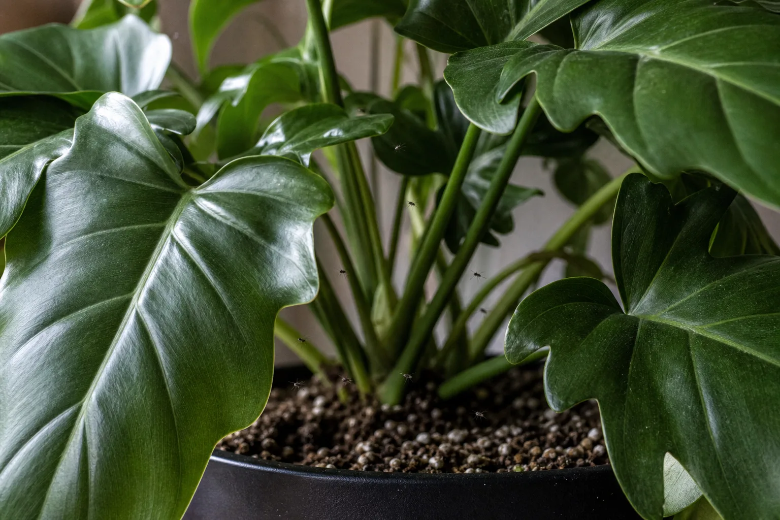 Fungus Gnats on Philodendron Imperial Green - visible symptom on the plant