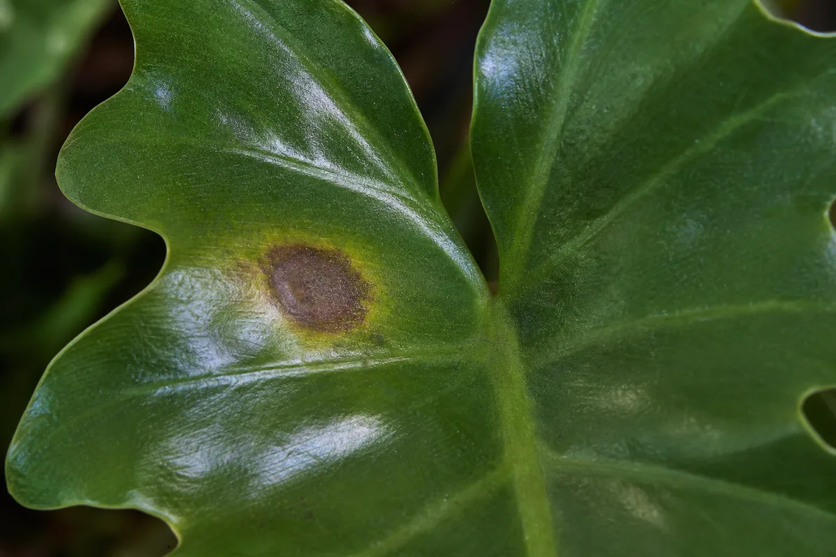 Close-up of Leaf Spot Disease on Philodendron Imperial Green - diagnostic detail