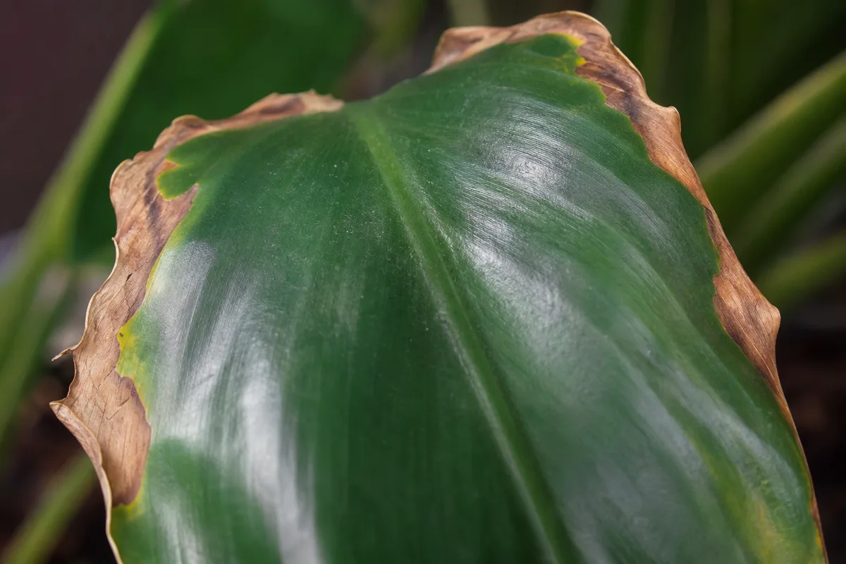 Close-up of Low Humidity on Philodendron Imperial Green - diagnostic detail