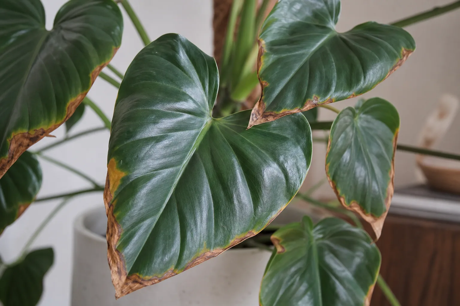 Low Humidity on Philodendron Imperial Green - visible symptom on the plant