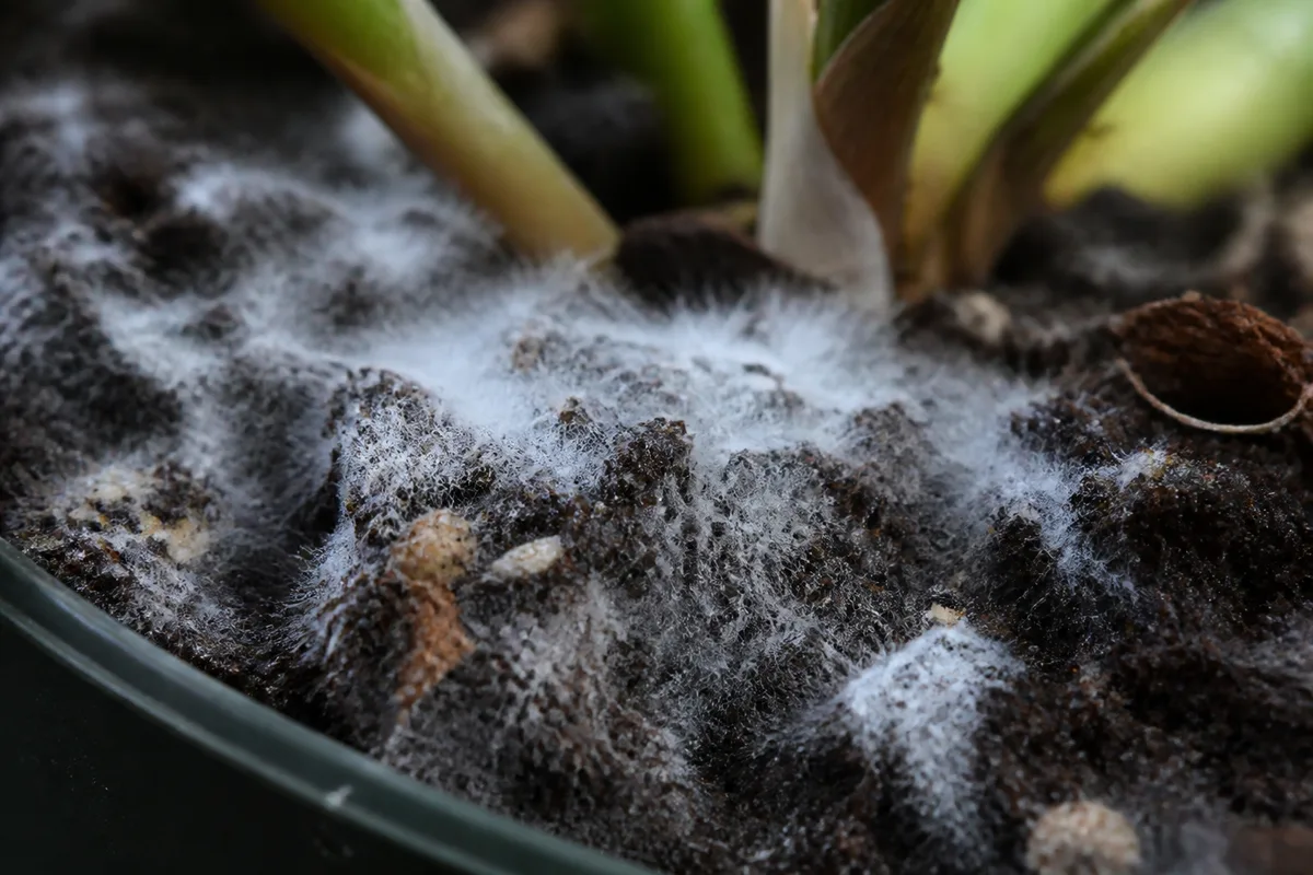 Close-up of Mold on Soil on Philodendron Imperial Green - diagnostic detail