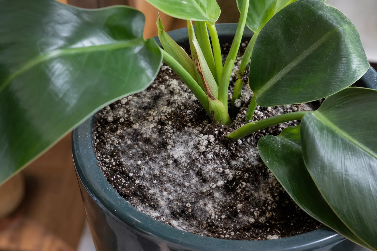 Mold on Soil on Philodendron Imperial Green - visible symptom on the plant