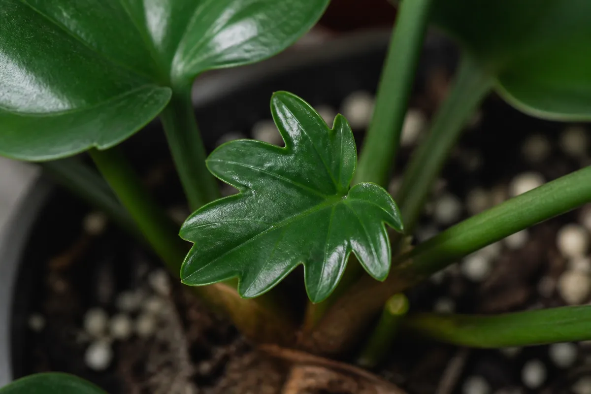 Close-up of Slow Growth on Philodendron Imperial Green - diagnostic detail