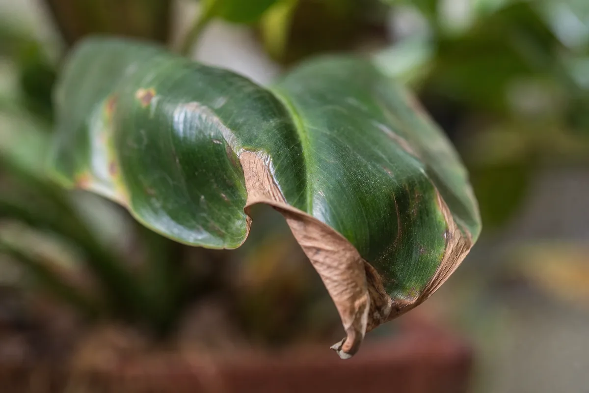 Close-up of Underwatering on Philodendron Imperial Green - diagnostic detail