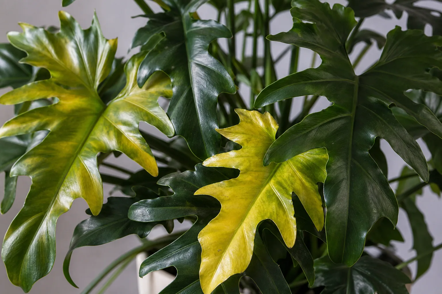 Yellow Leaves on Philodendron Imperial Green - visible symptom on the plant