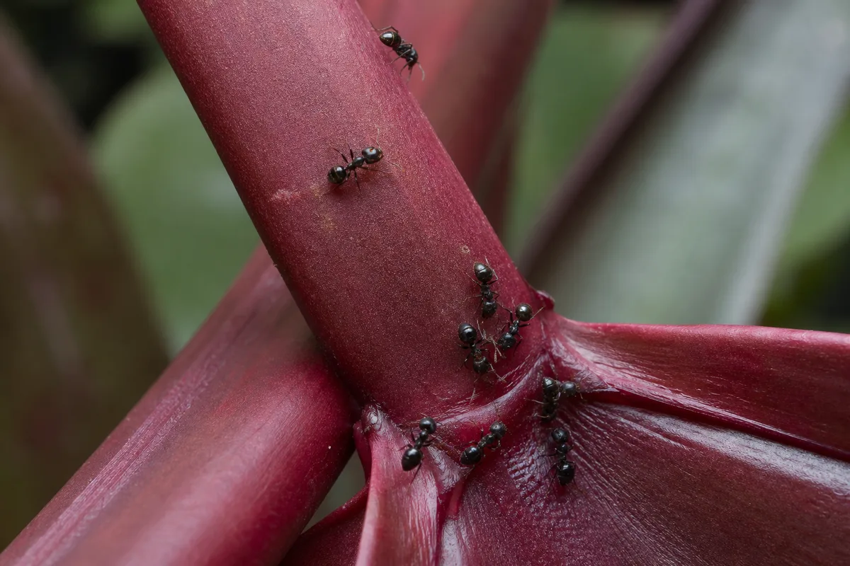 Close-up of Ants on Plant on Philodendron Imperial Red - diagnostic detail