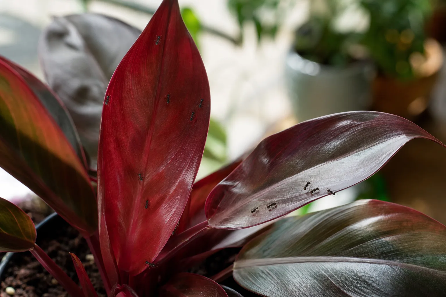 Ants on Plant on Philodendron Imperial Red - visible symptom on the plant