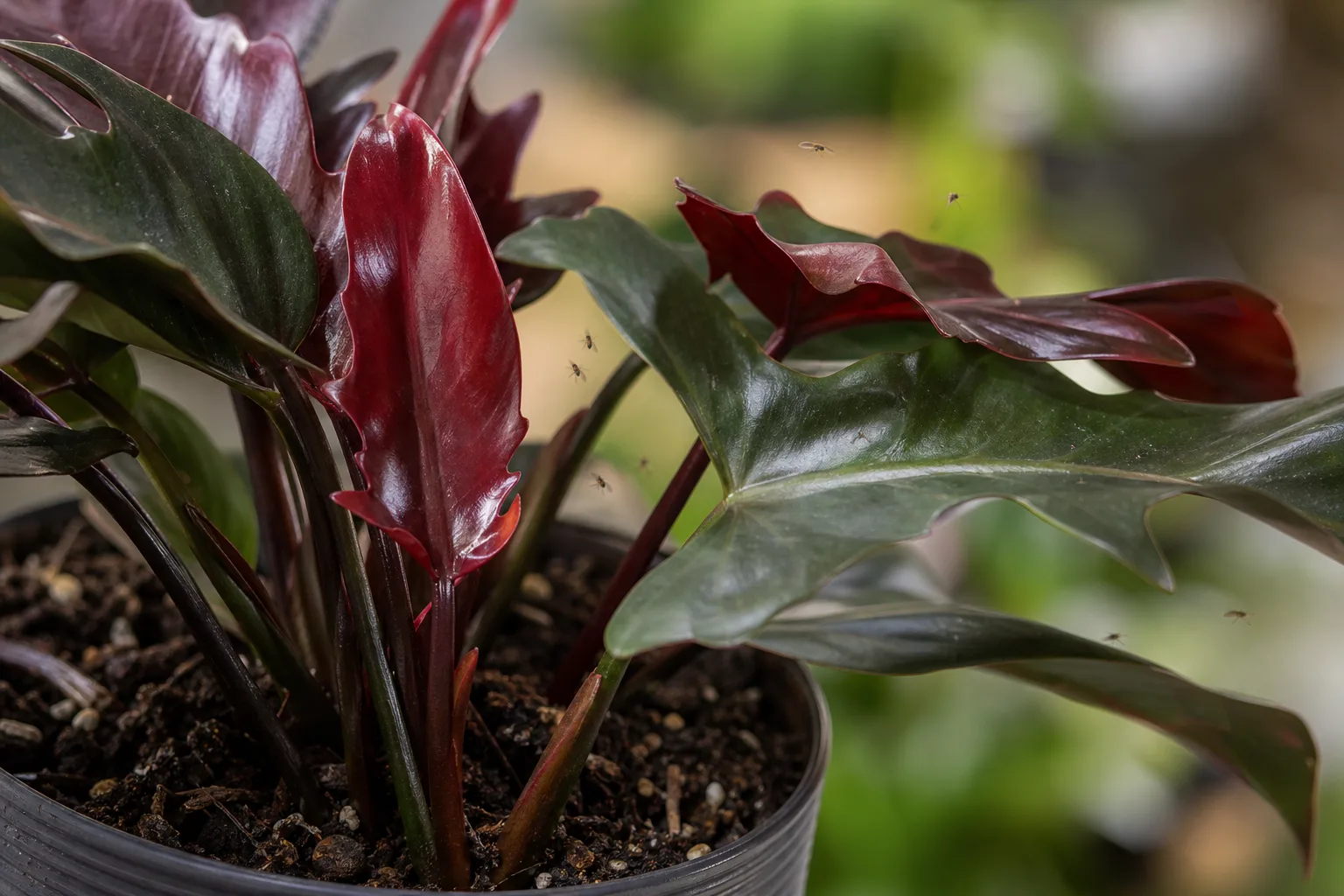 Fungus Gnats on Philodendron Imperial Red - visible symptom on the plant