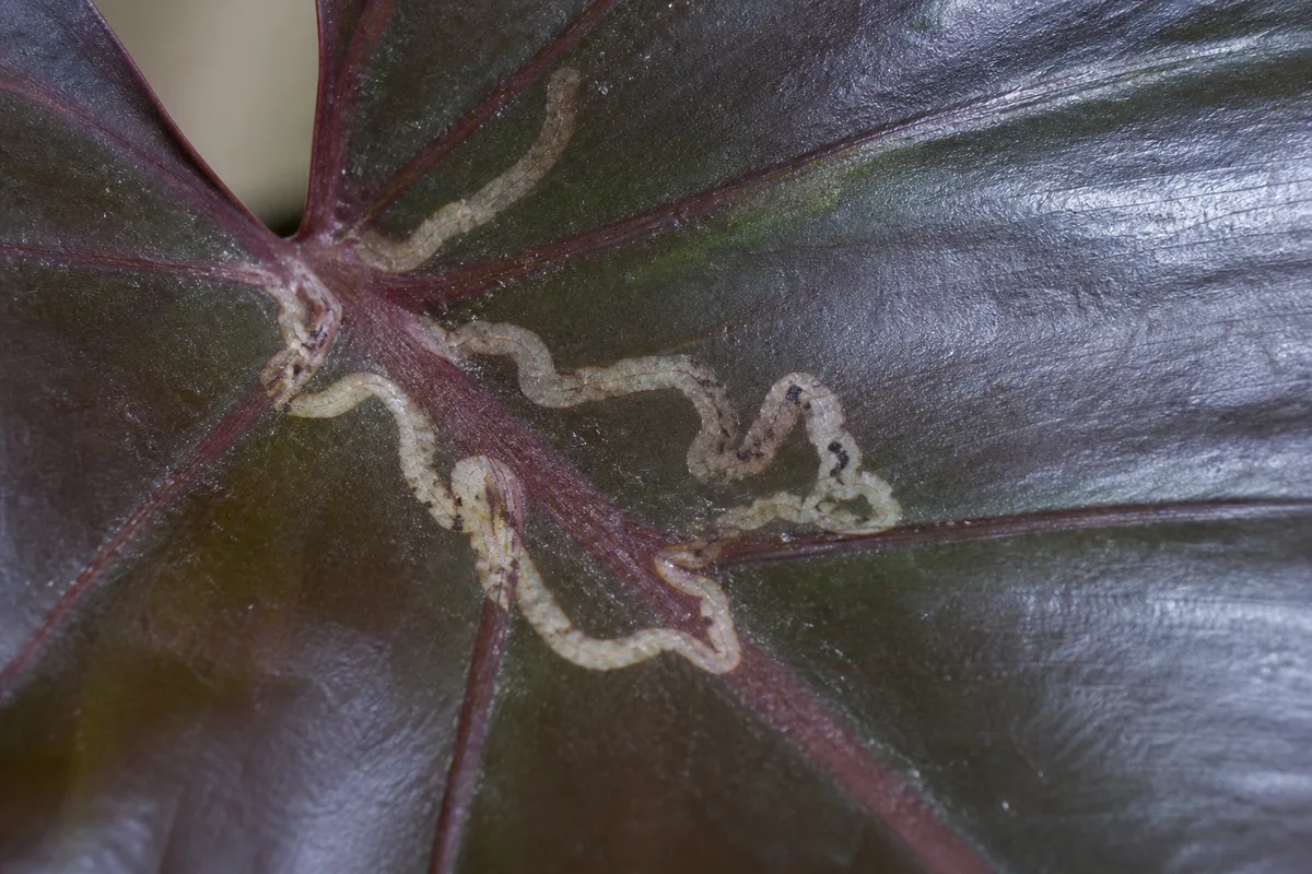Close-up of Leaf Miners on Philodendron Imperial Red - diagnostic detail