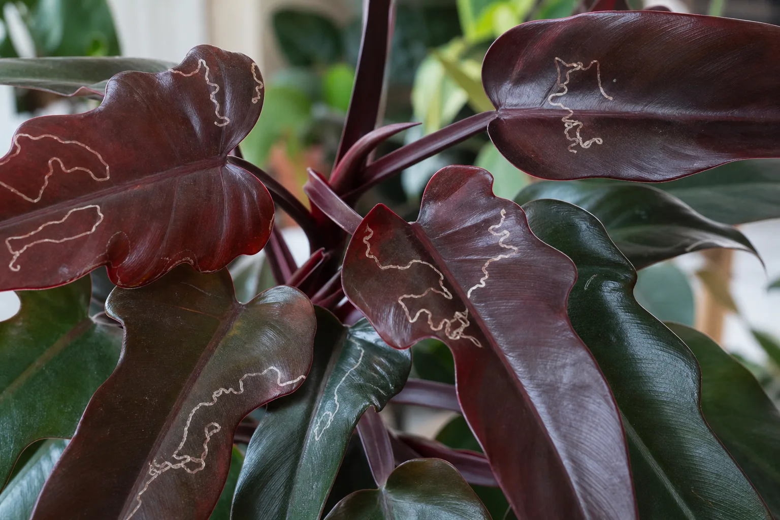 Leaf Miners on Philodendron Imperial Red - visible symptom on the plant