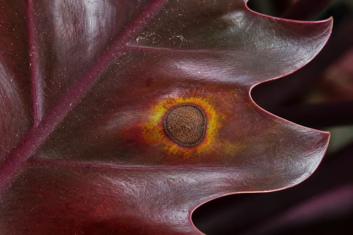 Close-up of Leaf Spot Disease on Philodendron Imperial Red - diagnostic detail