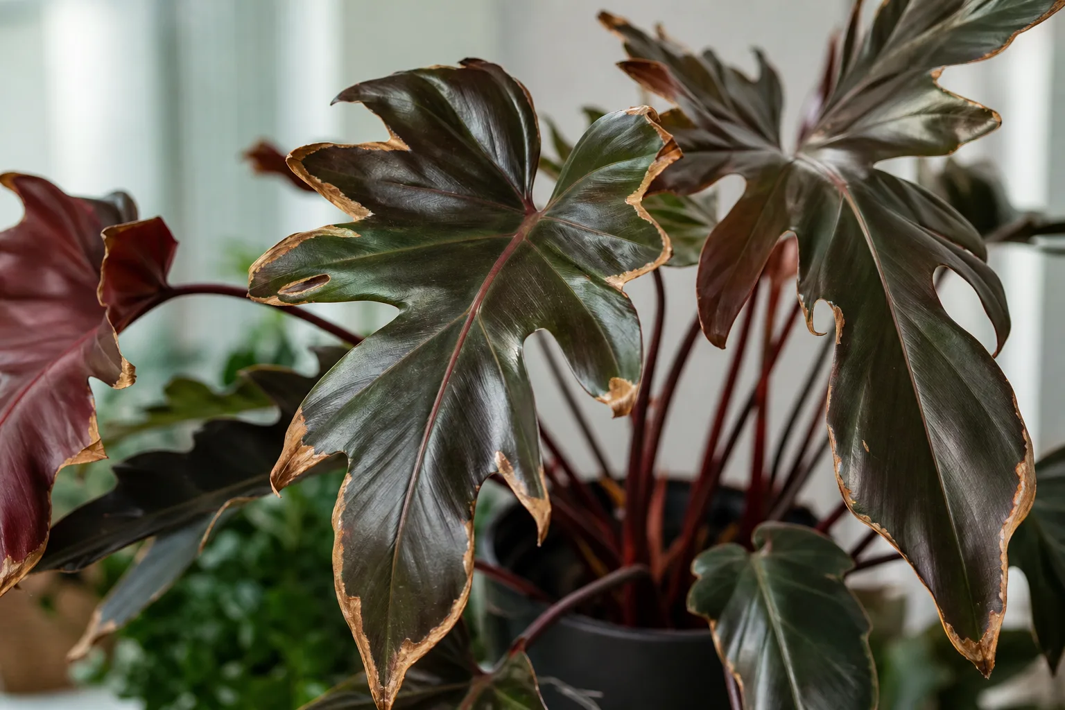 Low Humidity on Philodendron Imperial Red - visible symptom on the plant