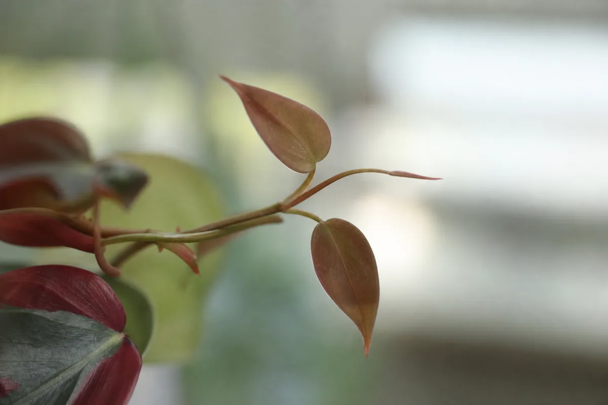 Close-up of Not Enough Light on Philodendron Imperial Red - diagnostic detail
