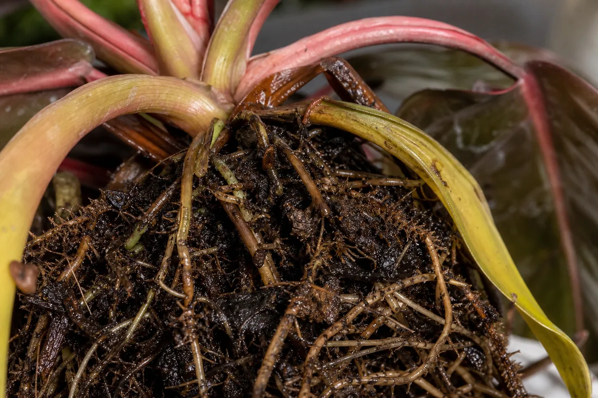 Close-up of Root Rot on Philodendron Imperial Red - diagnostic detail