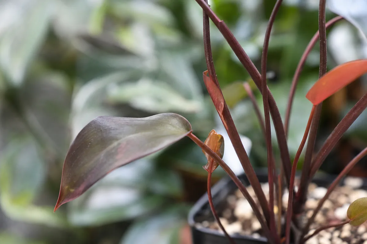 Close-up of Thin Stems on Philodendron Imperial Red - diagnostic detail