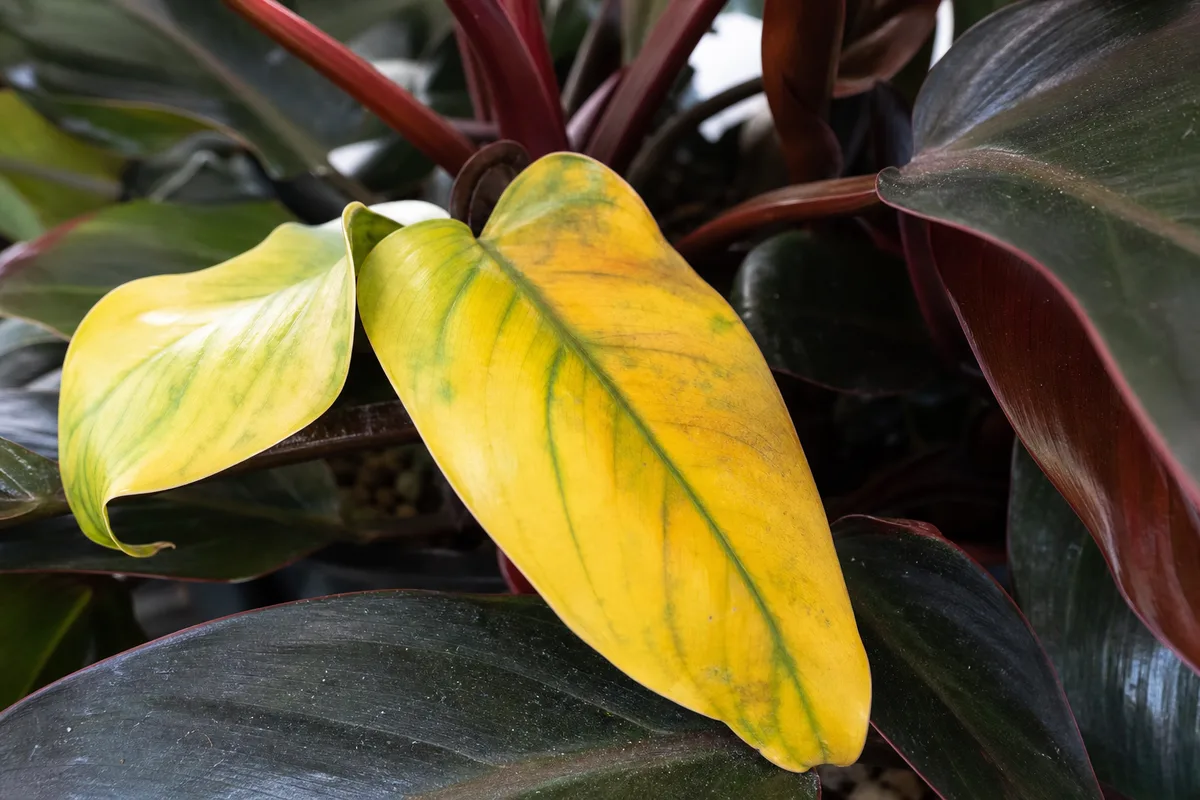 Close-up of Yellow Leaves on Philodendron Imperial Red - diagnostic detail