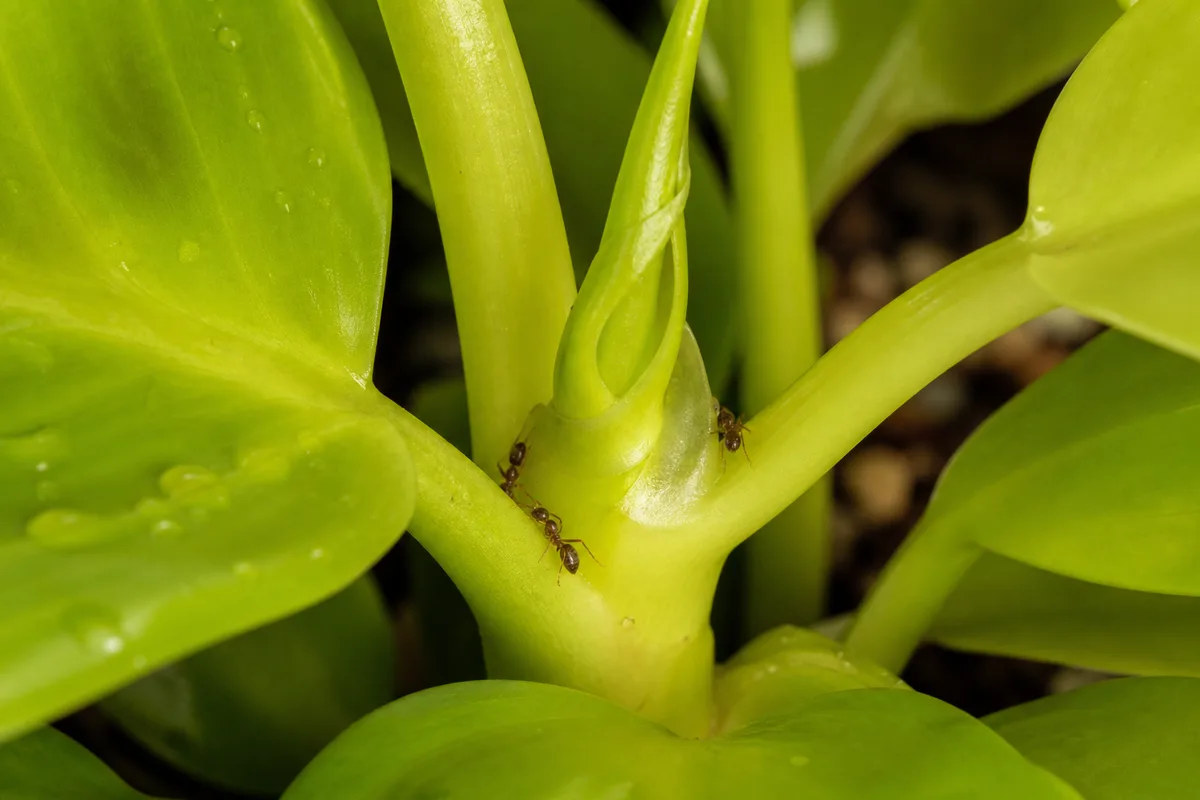 Close-up of Ants on Plant on Philodendron Lemon Lime - diagnostic detail