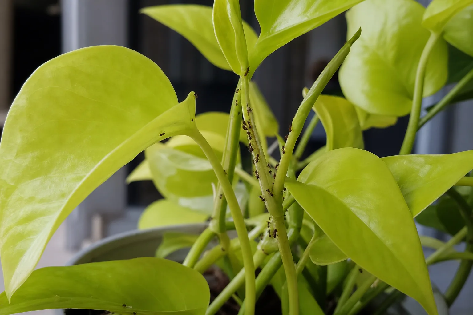 Ants on Plant on Philodendron Lemon Lime - visible symptom on the plant