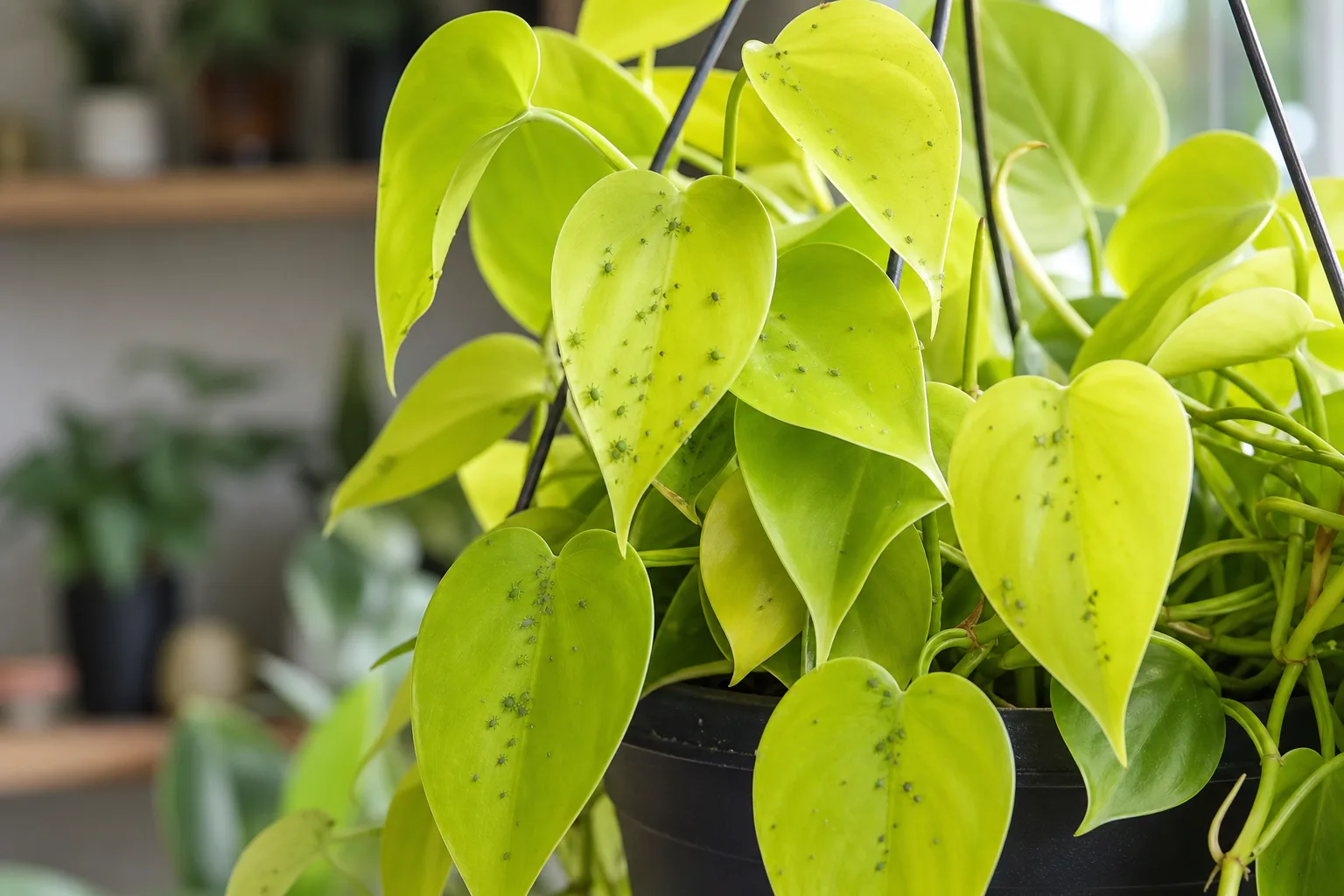 Aphids on Philodendron Lemon Lime - visible symptom on the plant