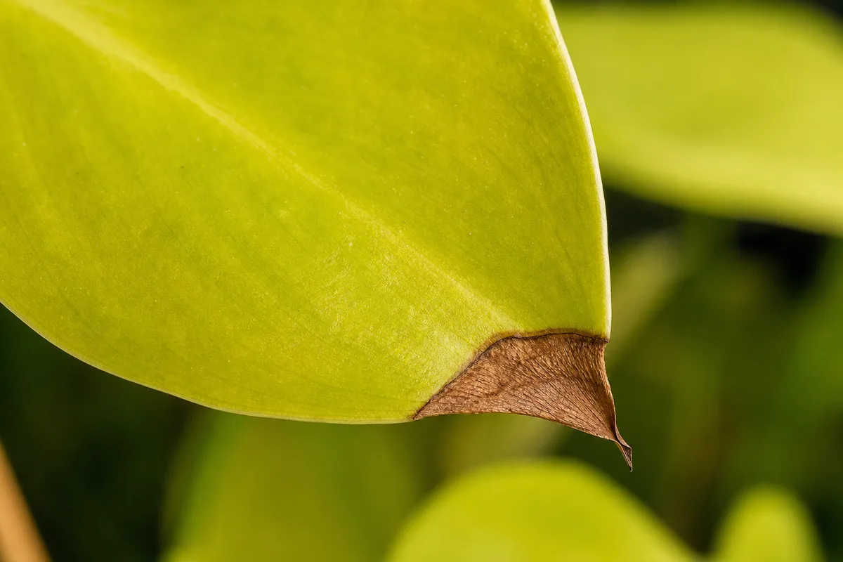 Close-up of Brown Tips on Philodendron Lemon Lime - diagnostic detail