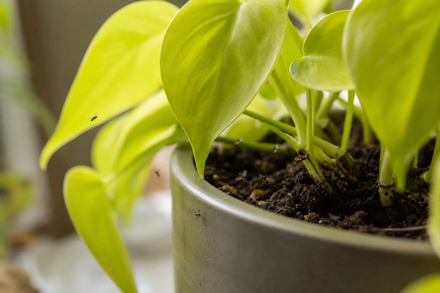 Fungus Gnats on Philodendron Lemon Lime - visible symptom on the plant