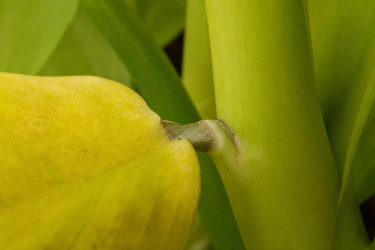 Close-up of Leaf Drop on Philodendron Lemon Lime - diagnostic detail