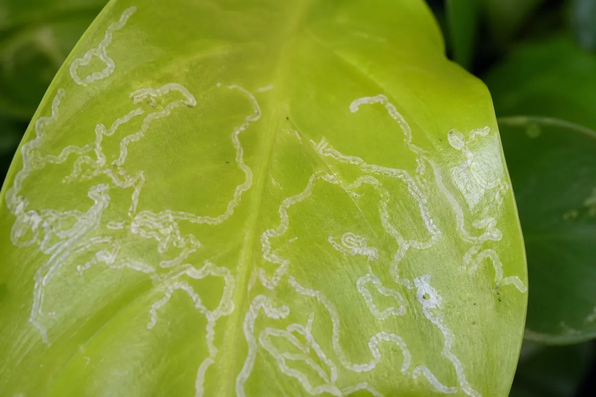 Close-up of Leaf Miners on Philodendron Lemon Lime - diagnostic detail