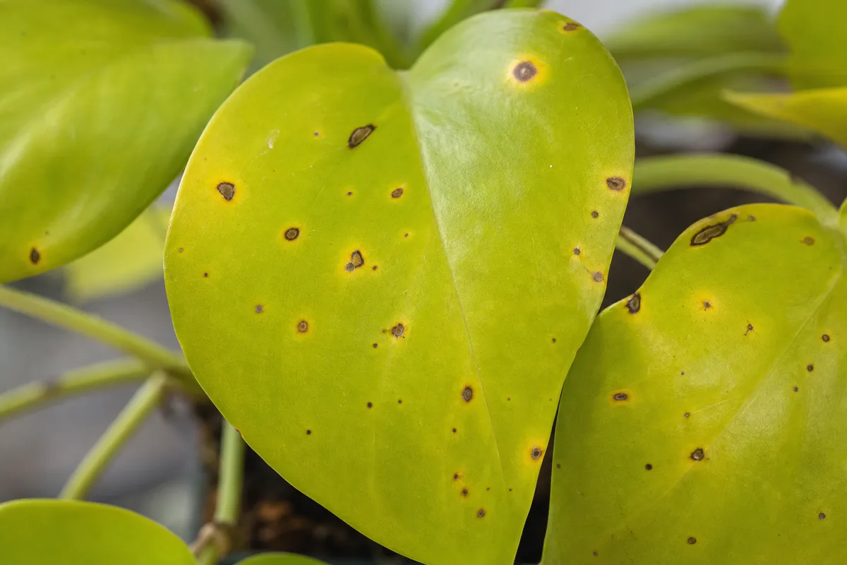 Close-up of Leaf Spot Disease on Philodendron Lemon Lime - diagnostic detail