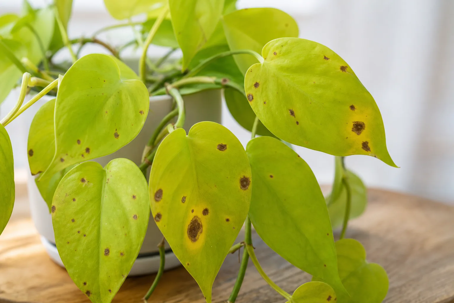 Leaf Spot Disease on Philodendron Lemon Lime - visible symptom on the plant