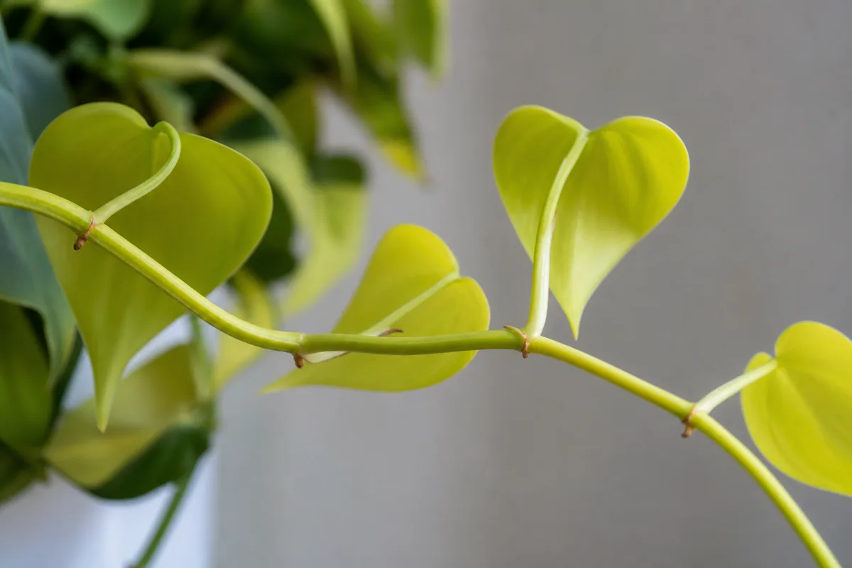 Close-up of Leggy Growth on Philodendron Lemon Lime - diagnostic detail