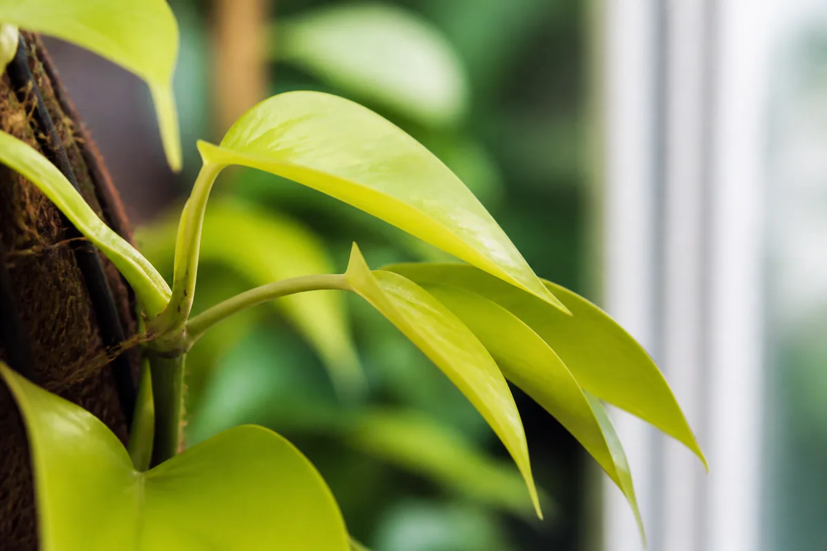 Close-up of Plant Leaning on Philodendron Lemon Lime - diagnostic detail
