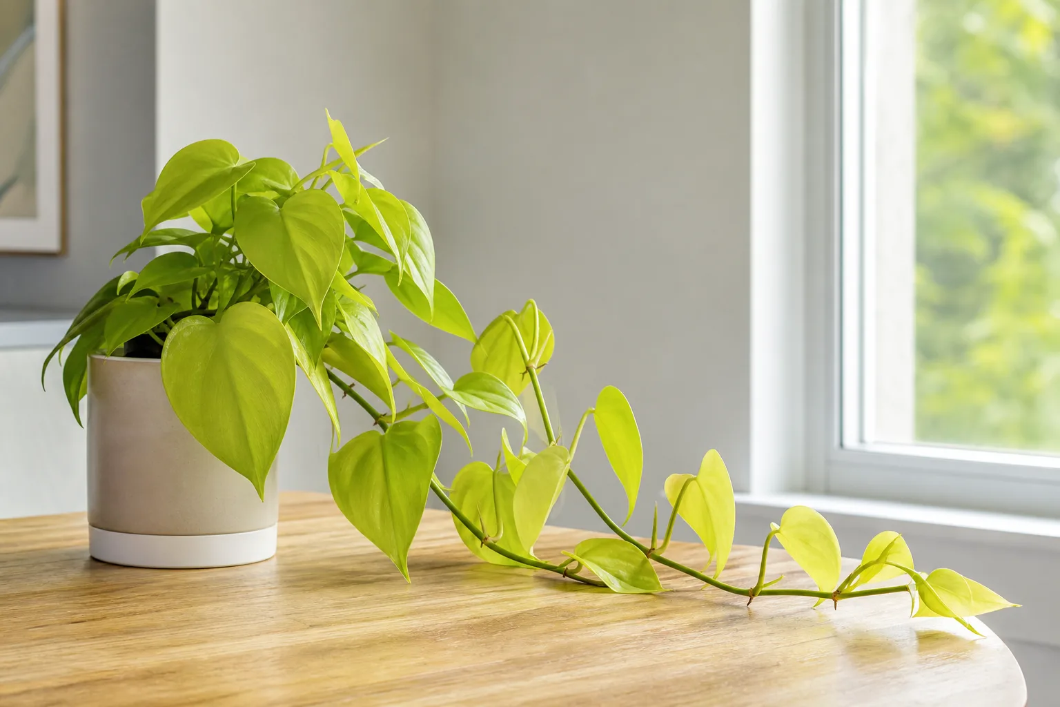 Plant Leaning on Philodendron Lemon Lime - visible symptom on the plant
