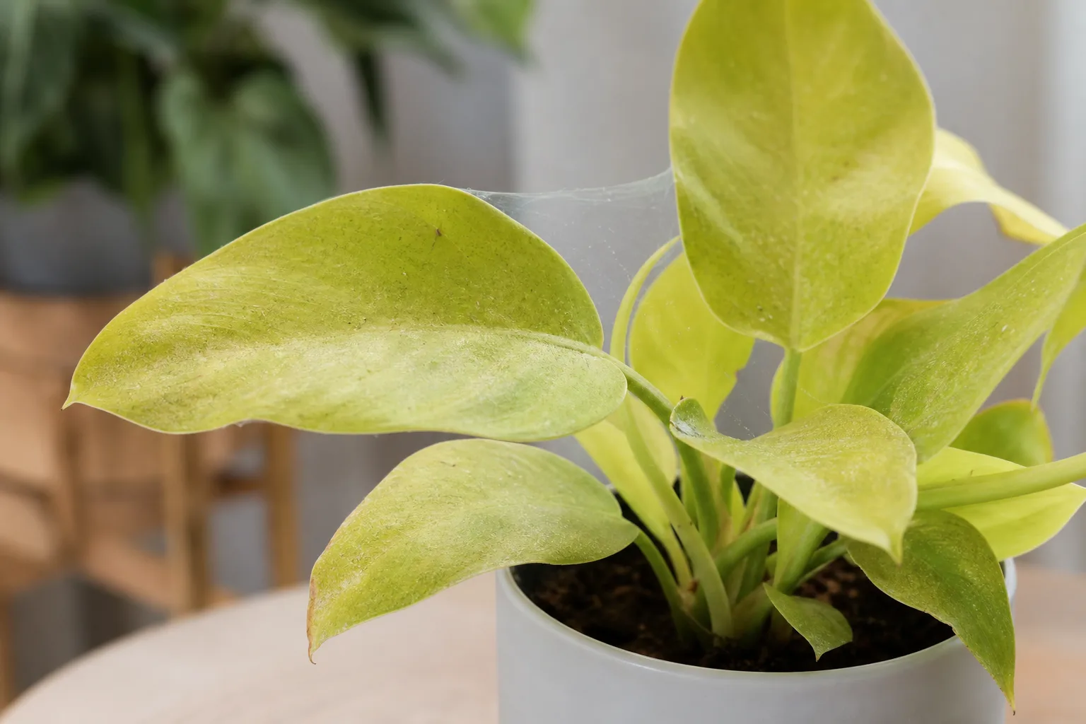 Spider Mites on Philodendron Lemon Lime - visible symptom on the plant