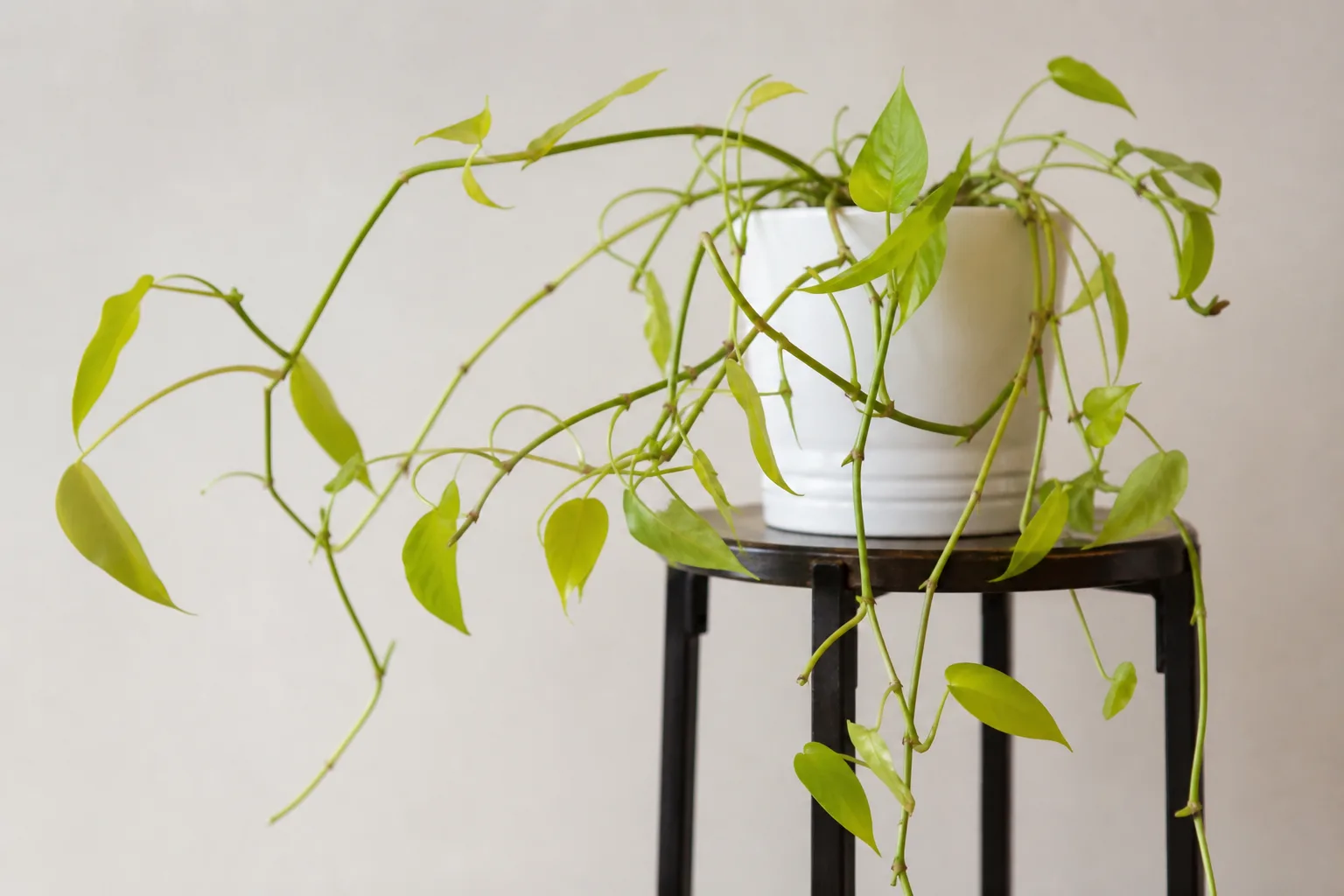 Thin Stems on Philodendron Lemon Lime - visible symptom on the plant