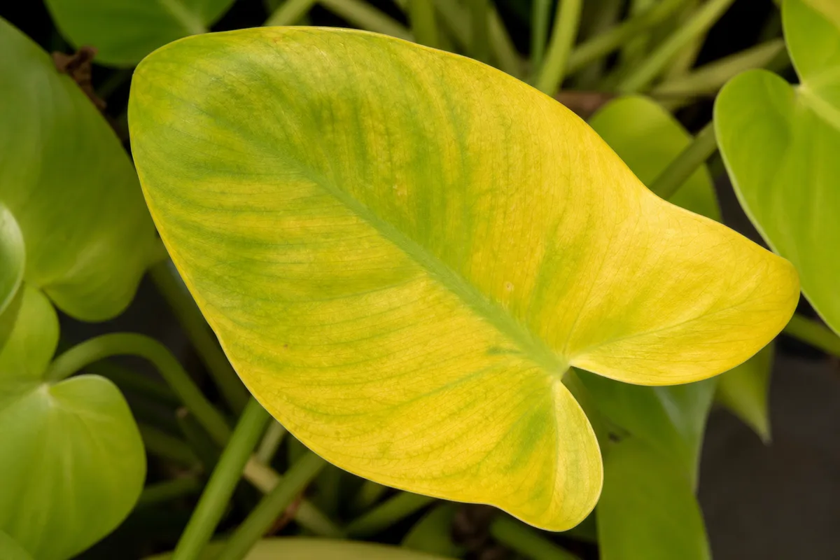 Close-up of Yellow Leaves on Philodendron Lemon Lime - diagnostic detail