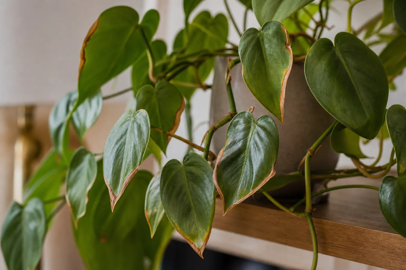 Low Humidity on Heartleaf Philodendron - visible symptom on the plant
