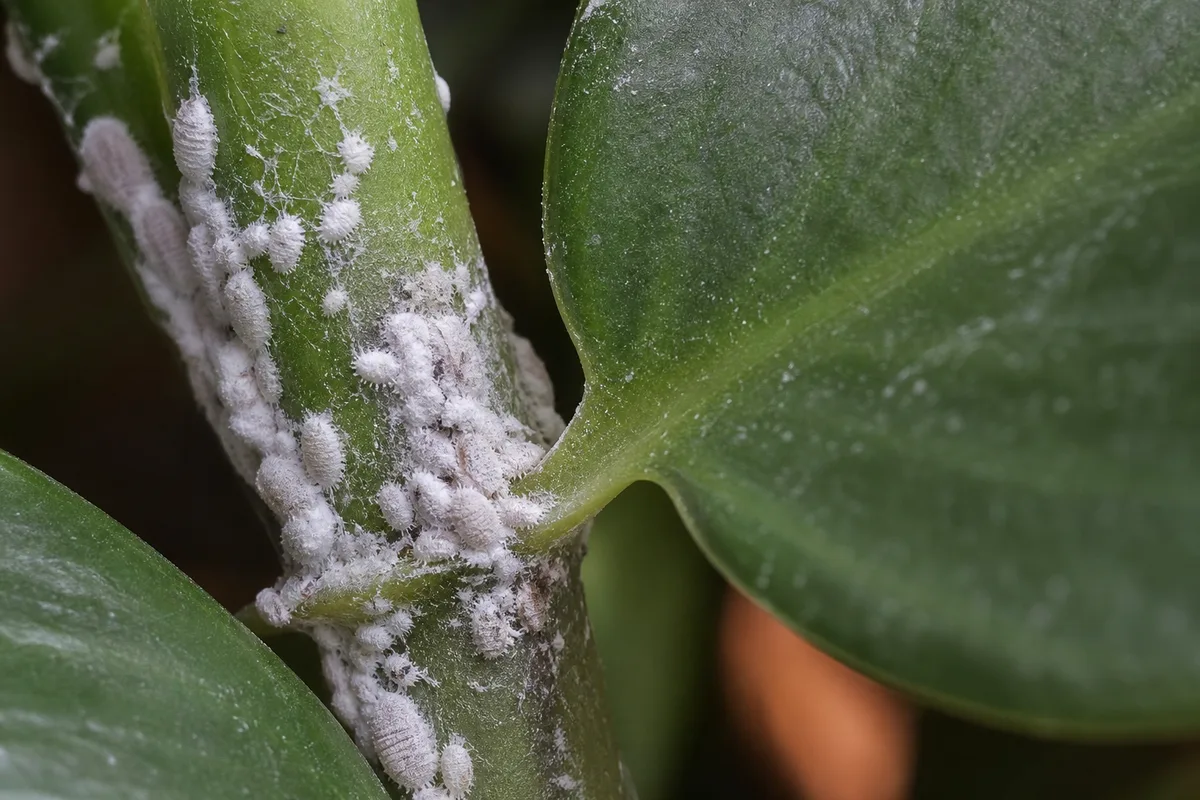 Close-up of Mealybugs on Heartleaf Philodendron - diagnostic detail