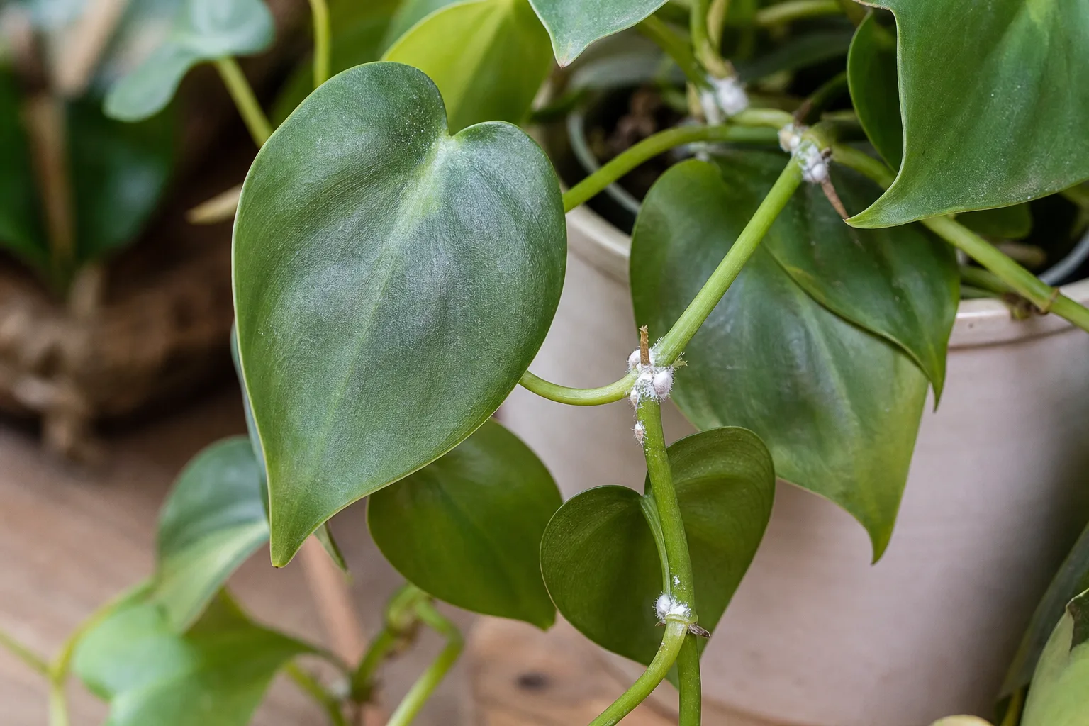 Mealybugs on Heartleaf Philodendron - visible symptom on the plant