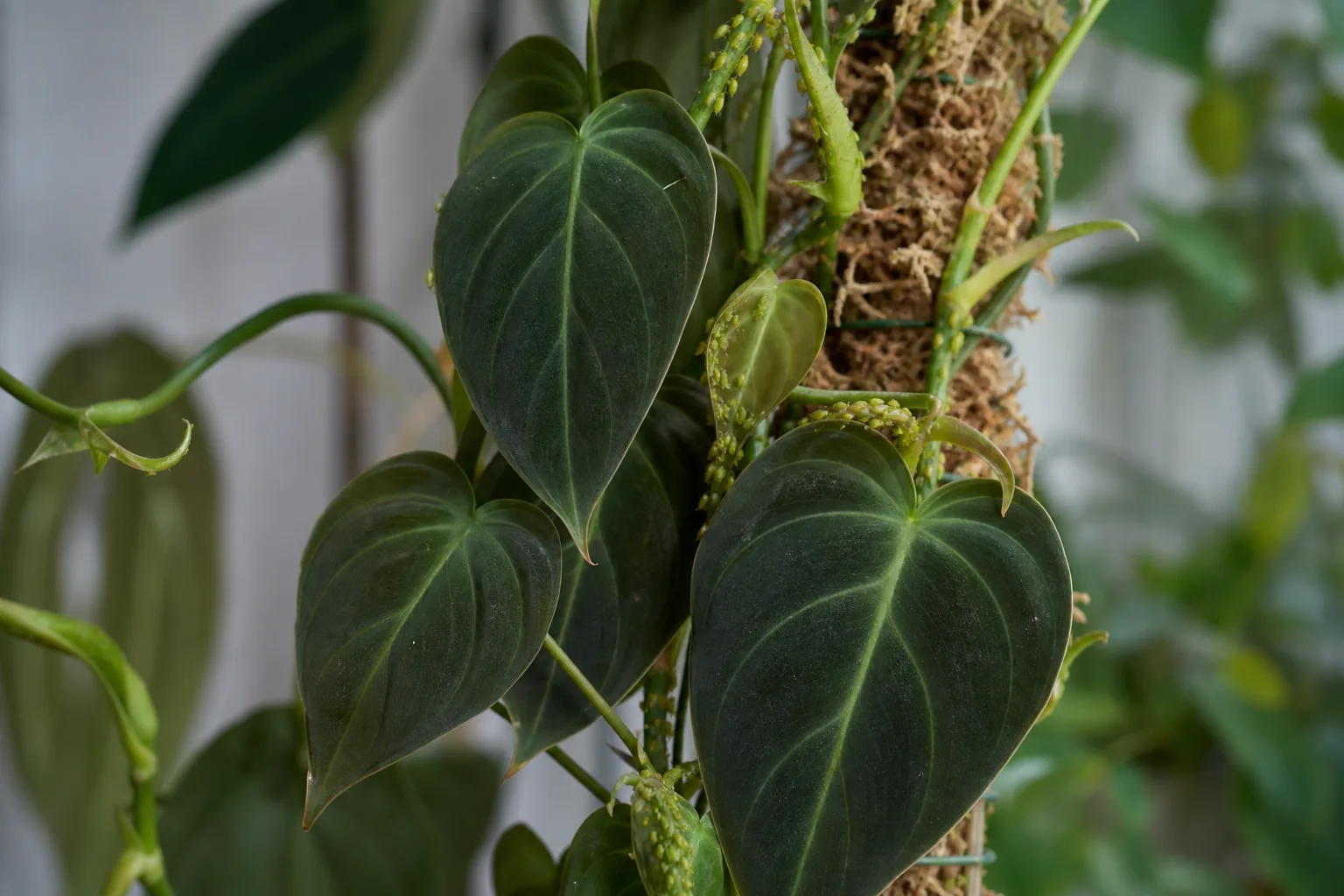 Aphids on Philodendron Melanochrysum - visible symptom on the plant