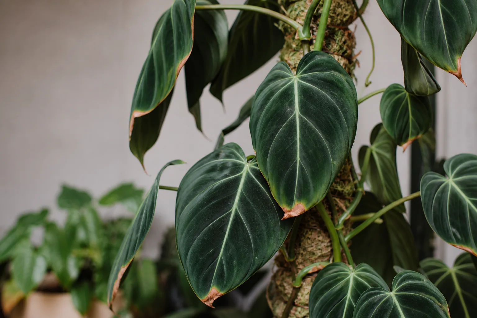 Brown Tips on Philodendron Melanochrysum - visible symptom on the plant