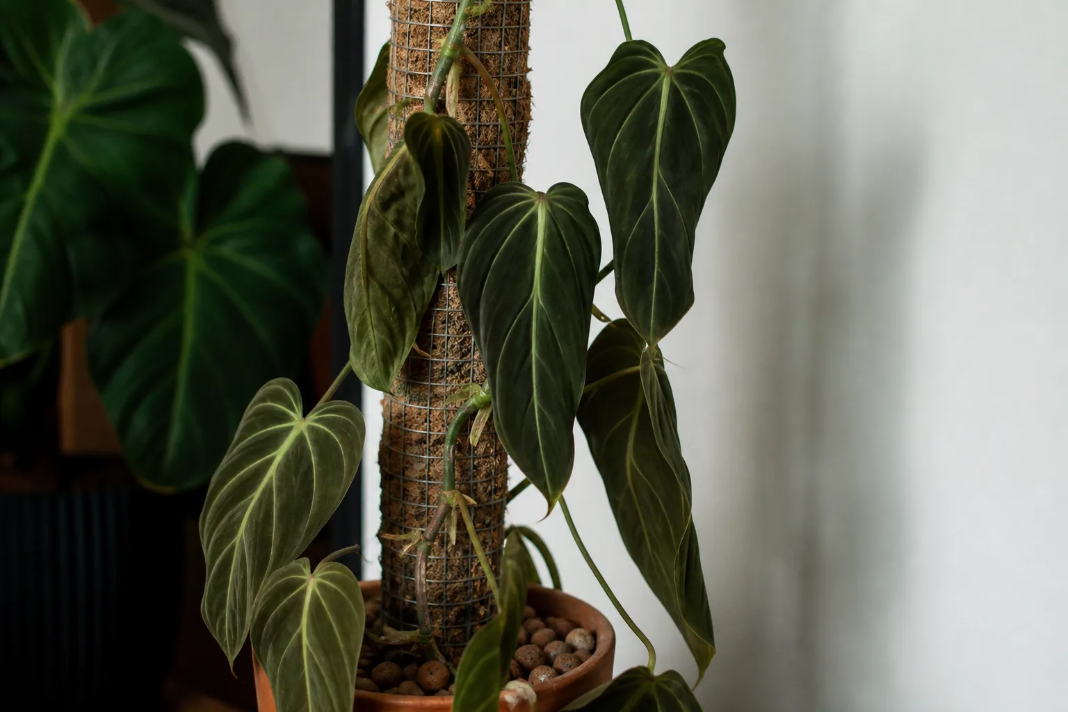 Drooping Leaves on Philodendron Melanochrysum - visible symptom on the plant