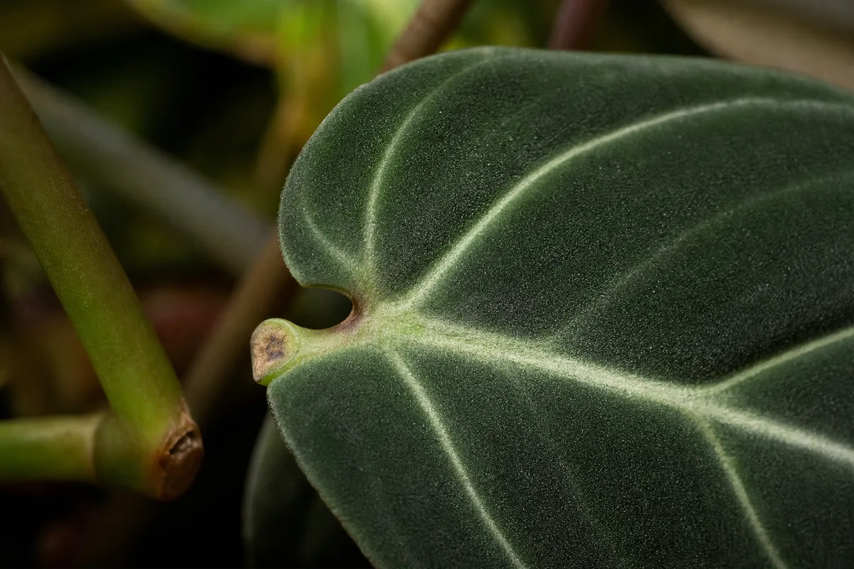 Close-up of Leaf Drop on Philodendron Melanochrysum - diagnostic detail