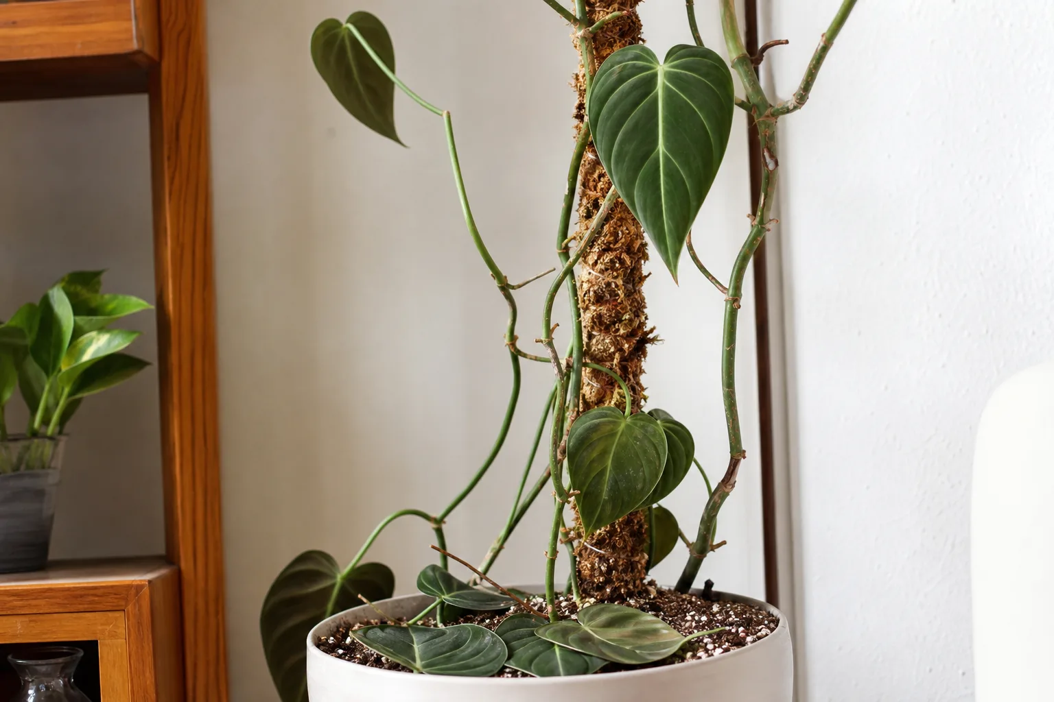 Leaf Drop on Philodendron Melanochrysum - visible symptom on the plant