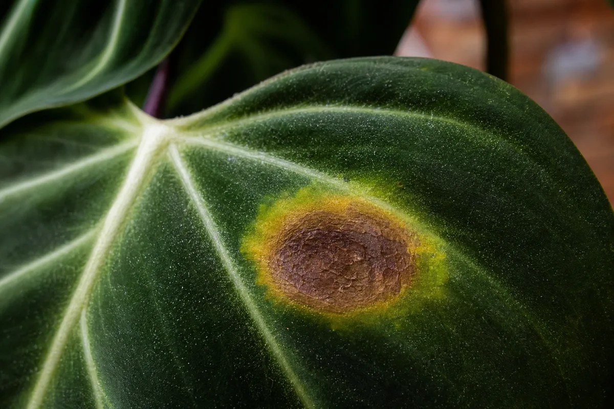 Close-up of Leaf Spot Disease on Philodendron Melanochrysum - diagnostic detail