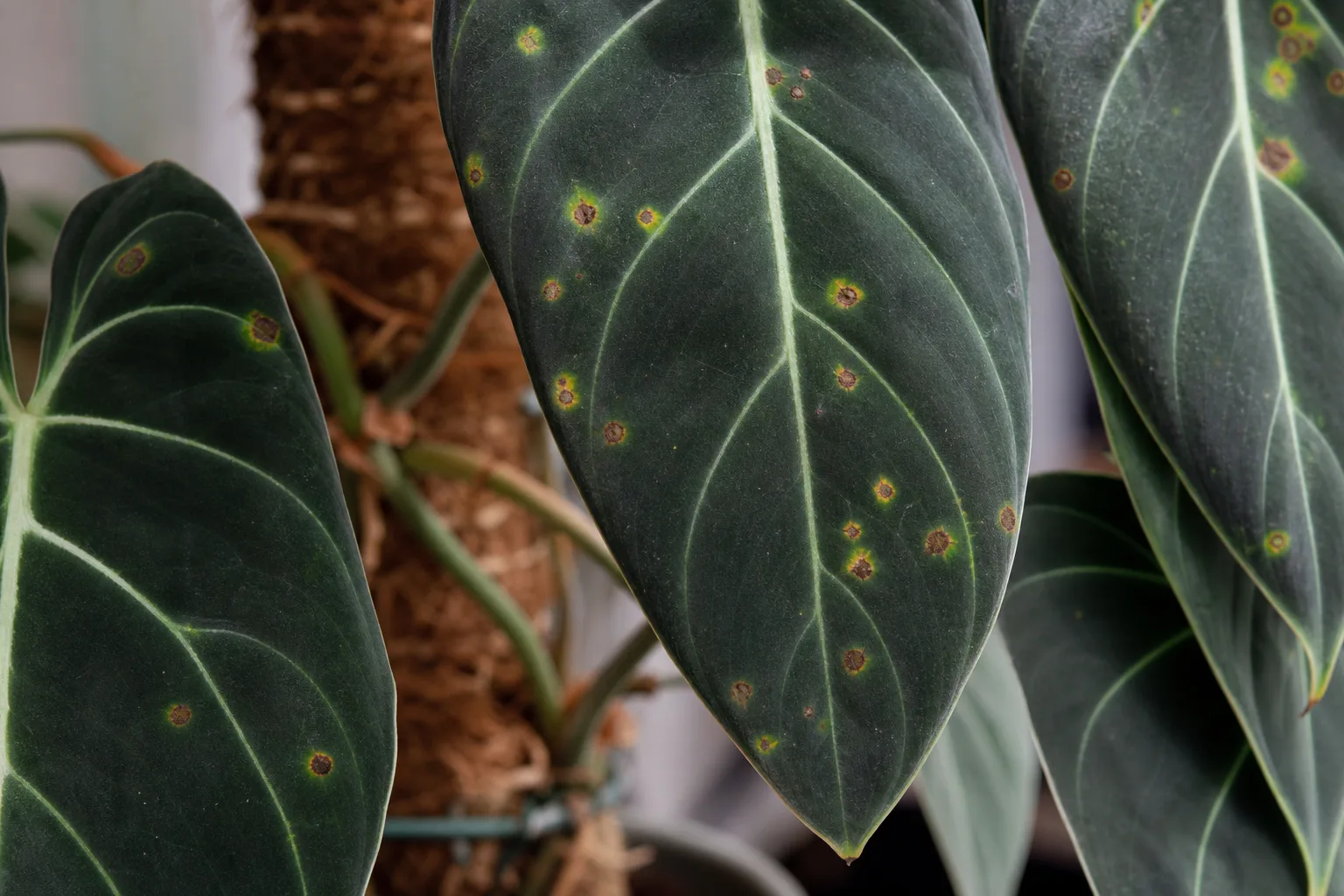Leaf Spot Disease on Philodendron Melanochrysum - visible symptom on the plant