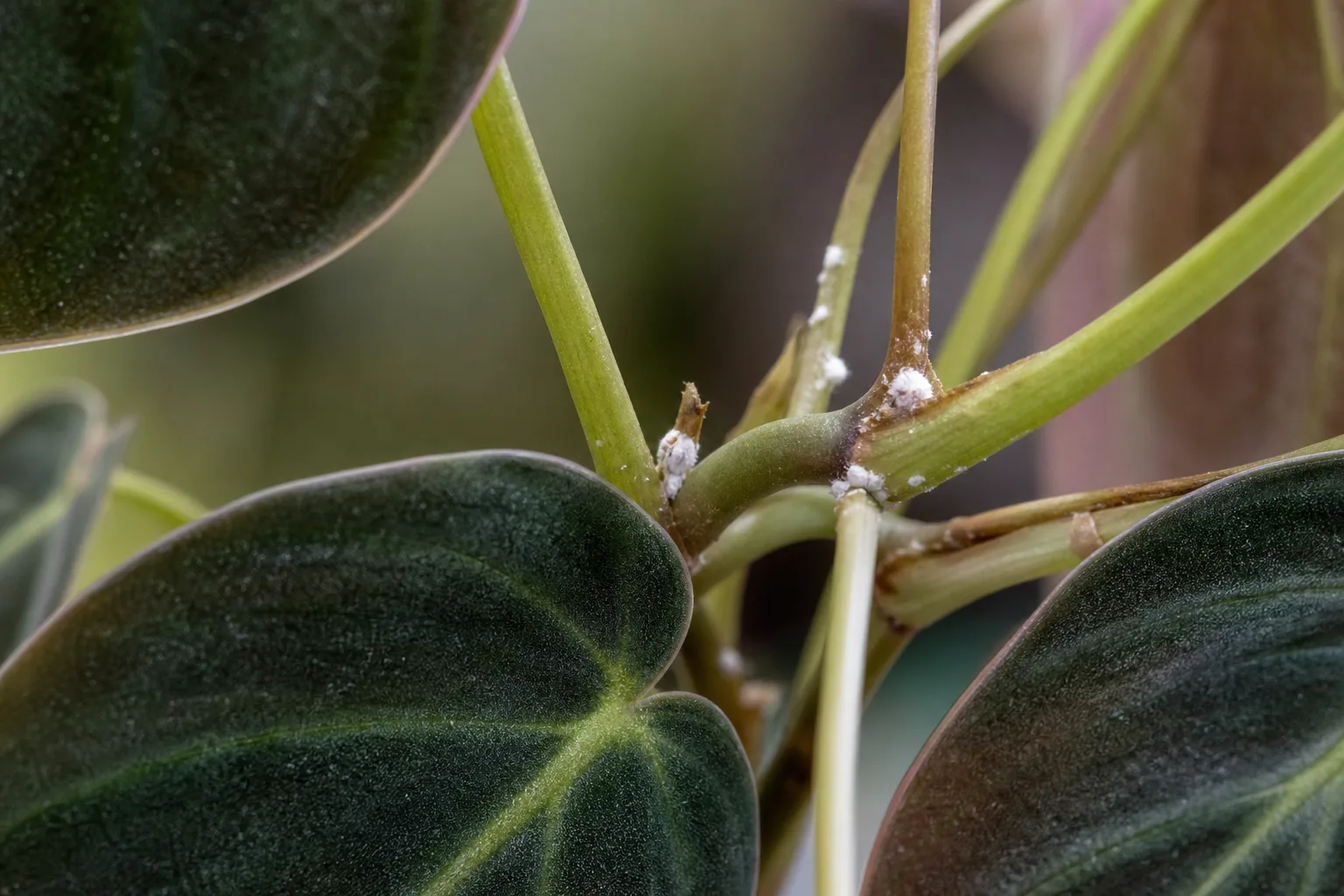 Mealybugs on Philodendron Melanochrysum - visible symptom on the plant