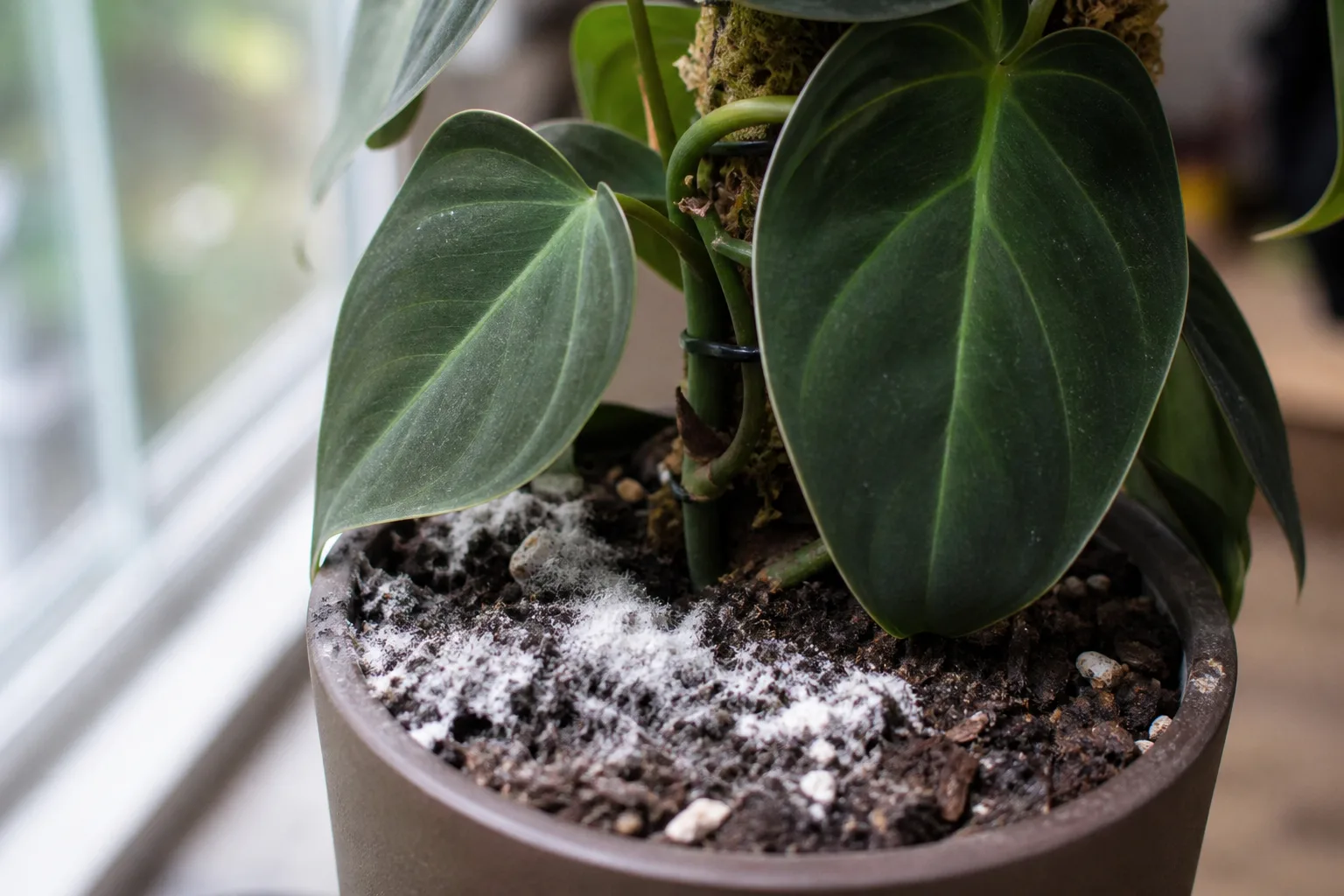 Mold on Soil on Philodendron Melanochrysum - visible symptom on the plant